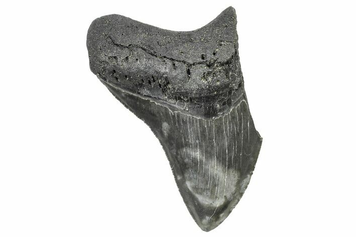 Partial Fossil Megalodon Tooth - South Carolina #240154